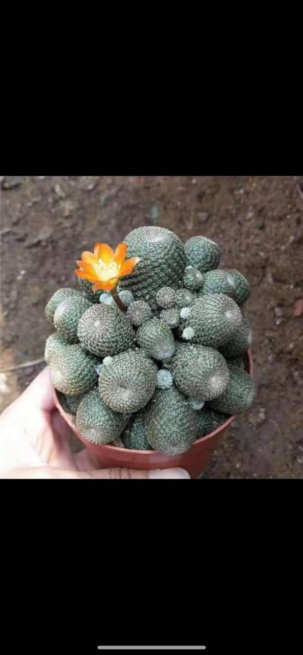 掌形盆栽仙人球城宝山多肉会开花的仙人球