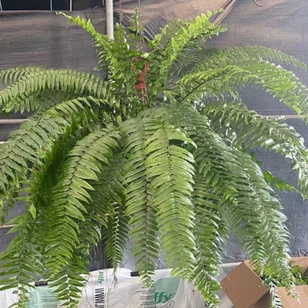 霸王蕨波士顿大盆长叶垂吊肾蕨客厅室内盆栽雨林绿植蕨类天花板