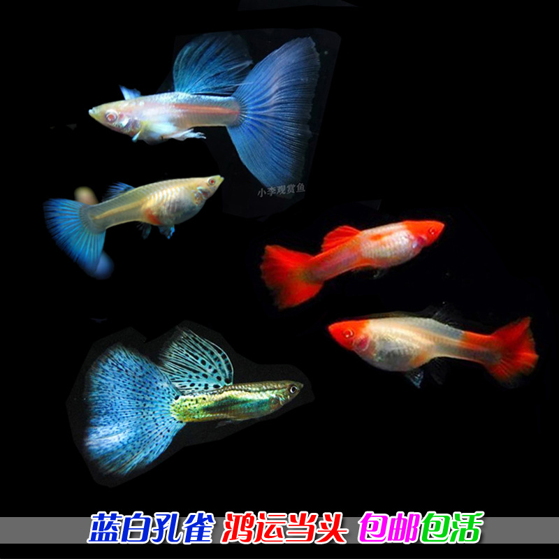 淡水观赏鱼小型鱼孔雀凤尾鱼精品天空蓝白子蓝白鸿运当头蓝草公母