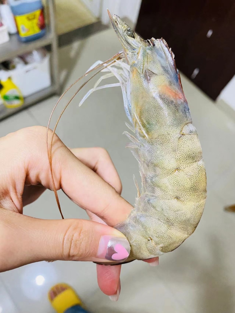 新鲜大虾桑塔南美厄瓜多尔盐冻速冻气冻海捕白虾海虾鲜活冷冻对虾