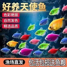 天使热带七彩观赏鱼褪色小型耐活养易活群游热带鱼好养新手厂家