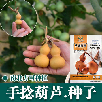 批发手捻葫芦种子 美国文玩小手捻葫芦种子 天然葫芦籽春季种子