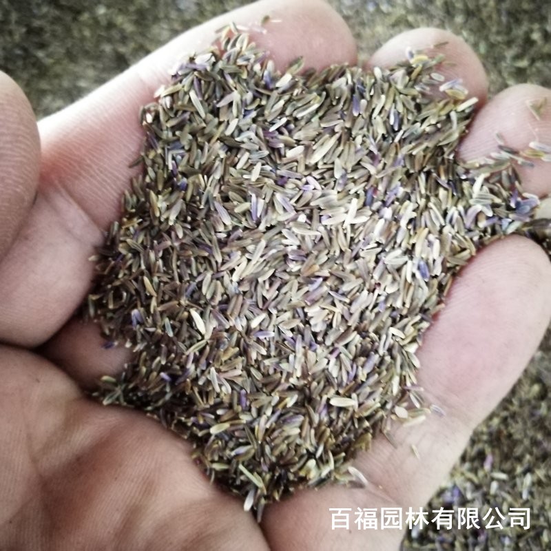 产地批发荷兰菊种子四季易活种籽庭院公园花海花种