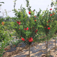 花石榴 园林绿化灌木 庭院景观盆栽观赏花卉植物 工程绿化果树