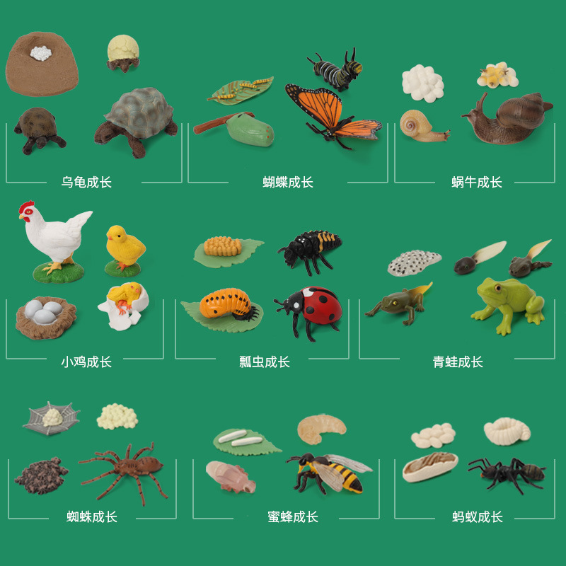 玛奇乐仿真动物模型迷蝴蝶母鸡蚂蚁青蛙陆龟蚊子成长周期玩具