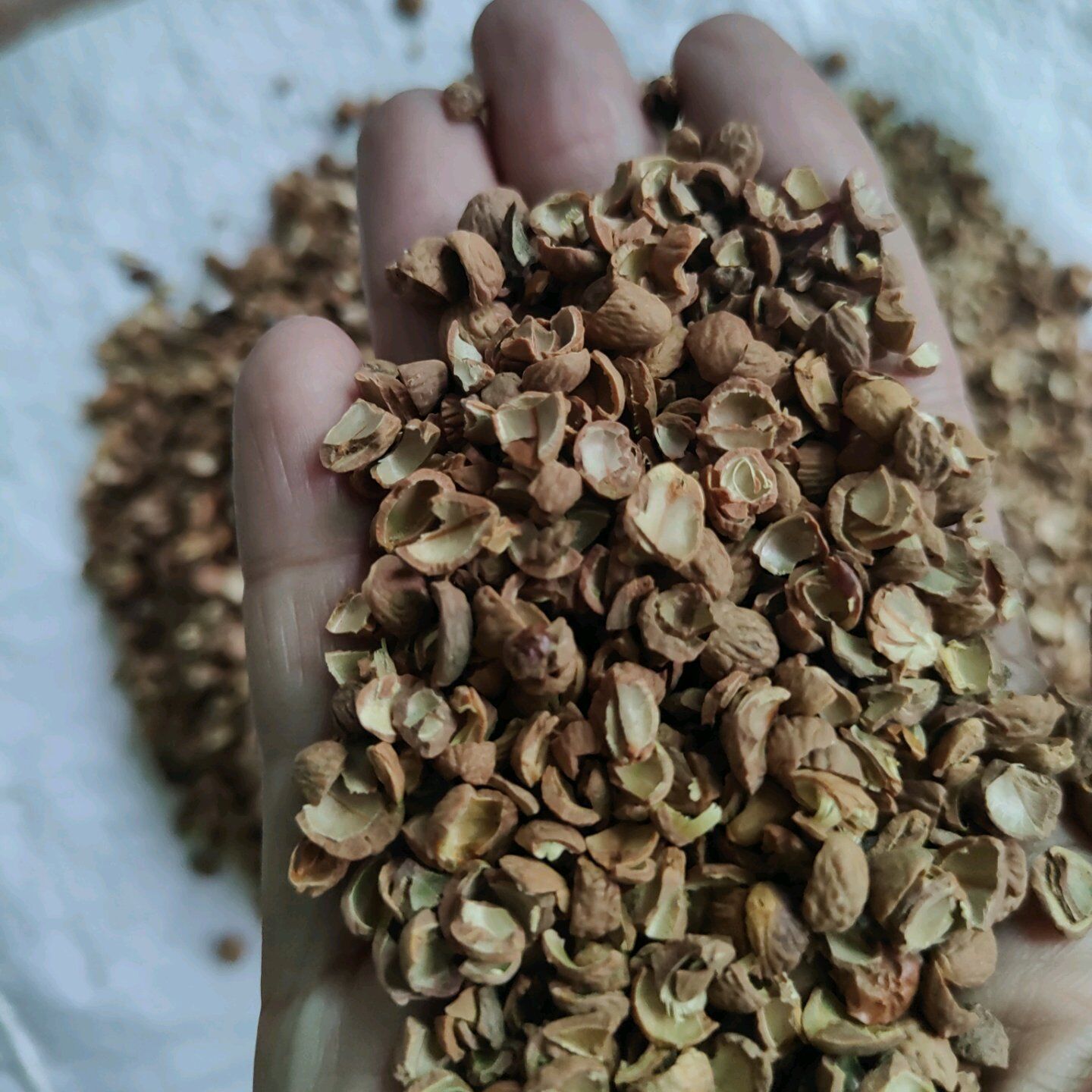 厂货批发酸枣壳果壳 枕头汽车坐垫用酸枣壳 填充物用酸枣壳颗粒