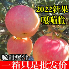【批发价】现摘嘎啦苹果新鲜脆甜冰糖心苹果应季水果2/5/10斤整箱