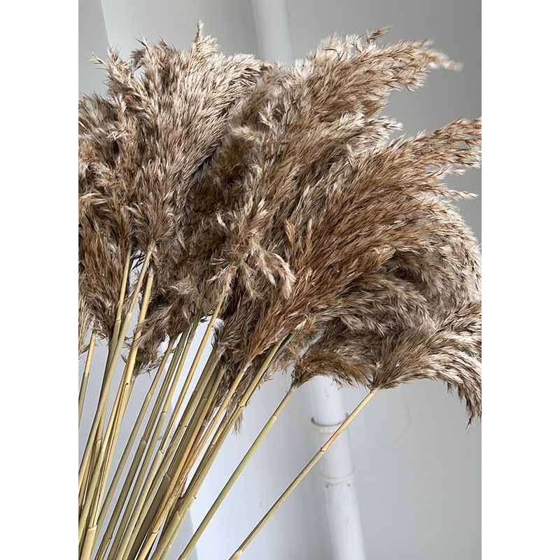 小蒲苇 小芦柴干花批发亚马逊芦柴 干花花束 小芦苇干花 芦苇花