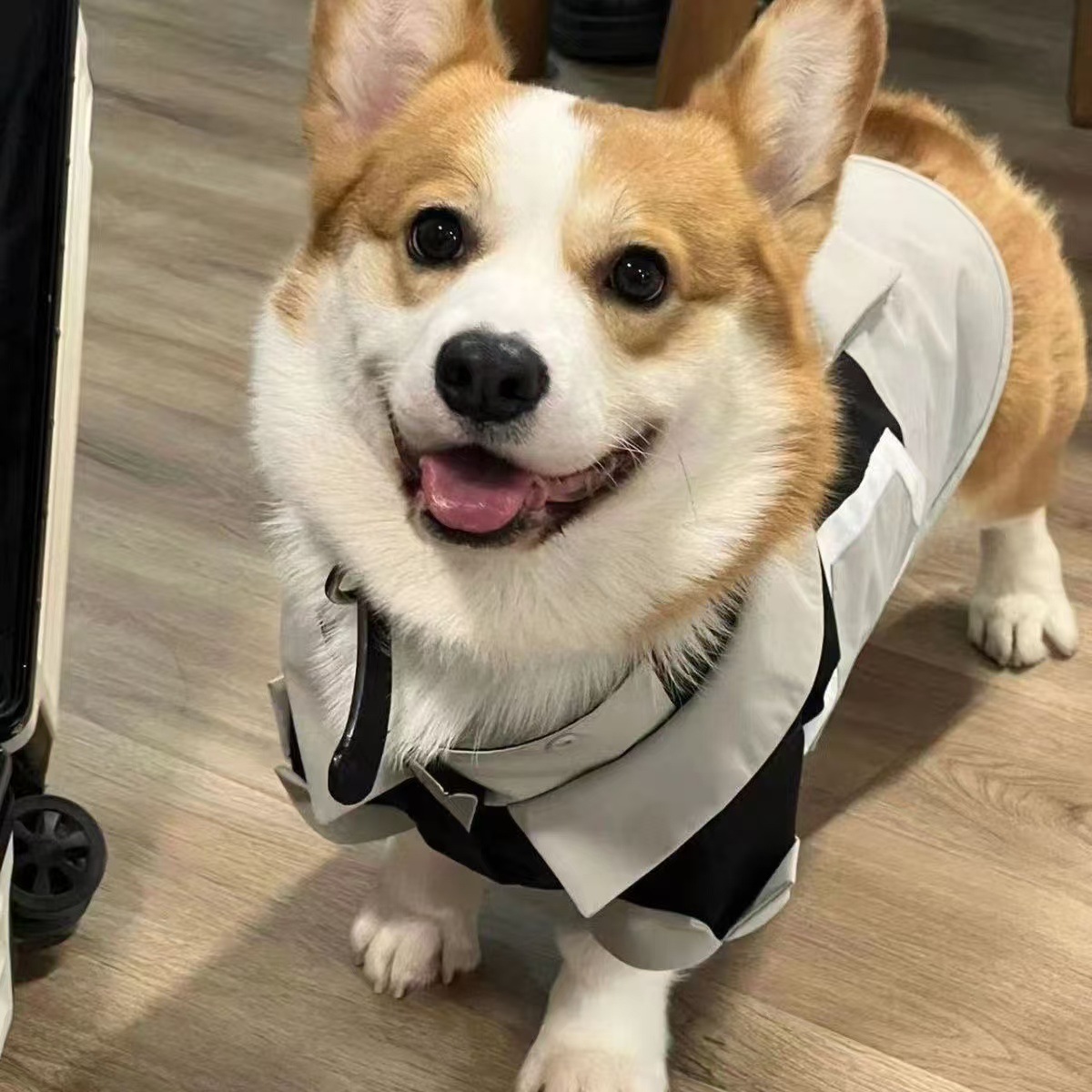 柯基幼犬超萌小短腿活体的宠物狗狗双血统双色三色柯基纯种小型犬