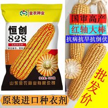 批发高产杂交玉米种国审大田饲料玉米大棒抗旱抗病抗倒伏包谷种子