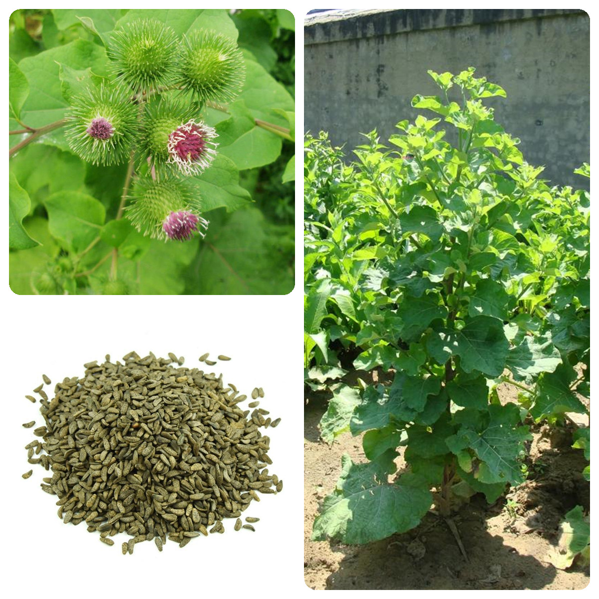 牛蒡种子中药材种子牛蒡子种籽牛蒡根茶春季四季种植恶实鼠粘子