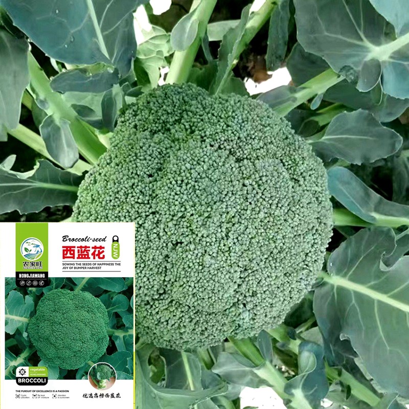 西兰花种子秋冬四季青花菜籽花椰菜西蓝花甘蓝蔬菜公司高发芽率
