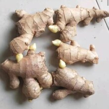 网红生姜种子发芽山东大姜种黄姜老姜种姜芽姜苗子种苗子小黄姜种