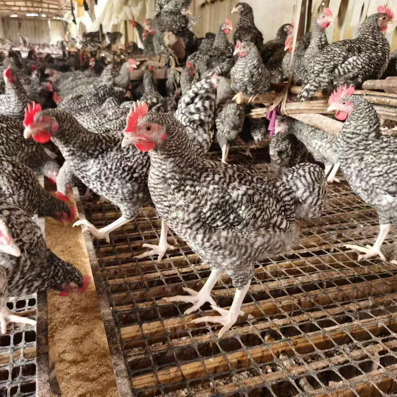活体芦花鸡苗价格成年黑种小芦花鸡出售芦花鸡养殖行情-阿里巴巴