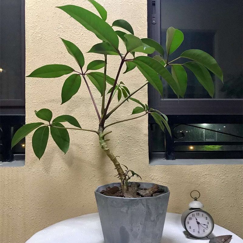 精品日本大叶伞保罗日系欧美风盆栽净化空气室内绿植-阿里巴巴