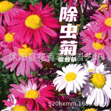 代发夏季混色除虫菊驱虫菊种子驱蚊花种子多年生四季种易活庭院