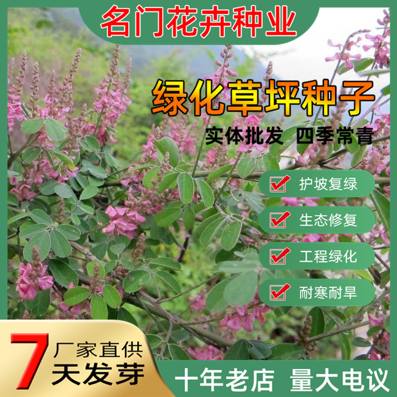 紫穗槐种子护坡固土植物灌木草籽刺槐树绿化斜山边坡高速公路草籽