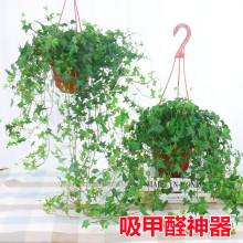 常春藤盆栽植物室内垂吊吸甲醛净化空气四季常青藤蔓好养易活绿植