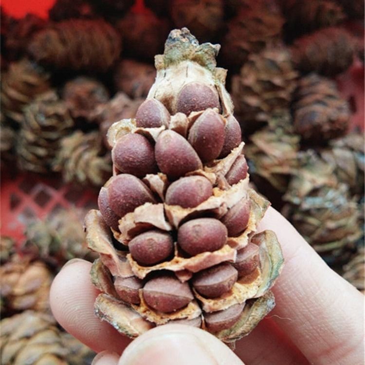 年新货松鼠粮食生松子松塔松果金花魔王仓鼠雪地食物坚果零食