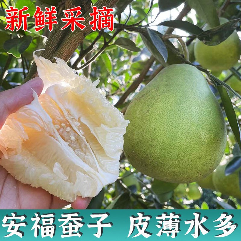 安福蚕子江西特产吉安金兰柚孕妇水果武功山冰糖柚子 5斤包邮