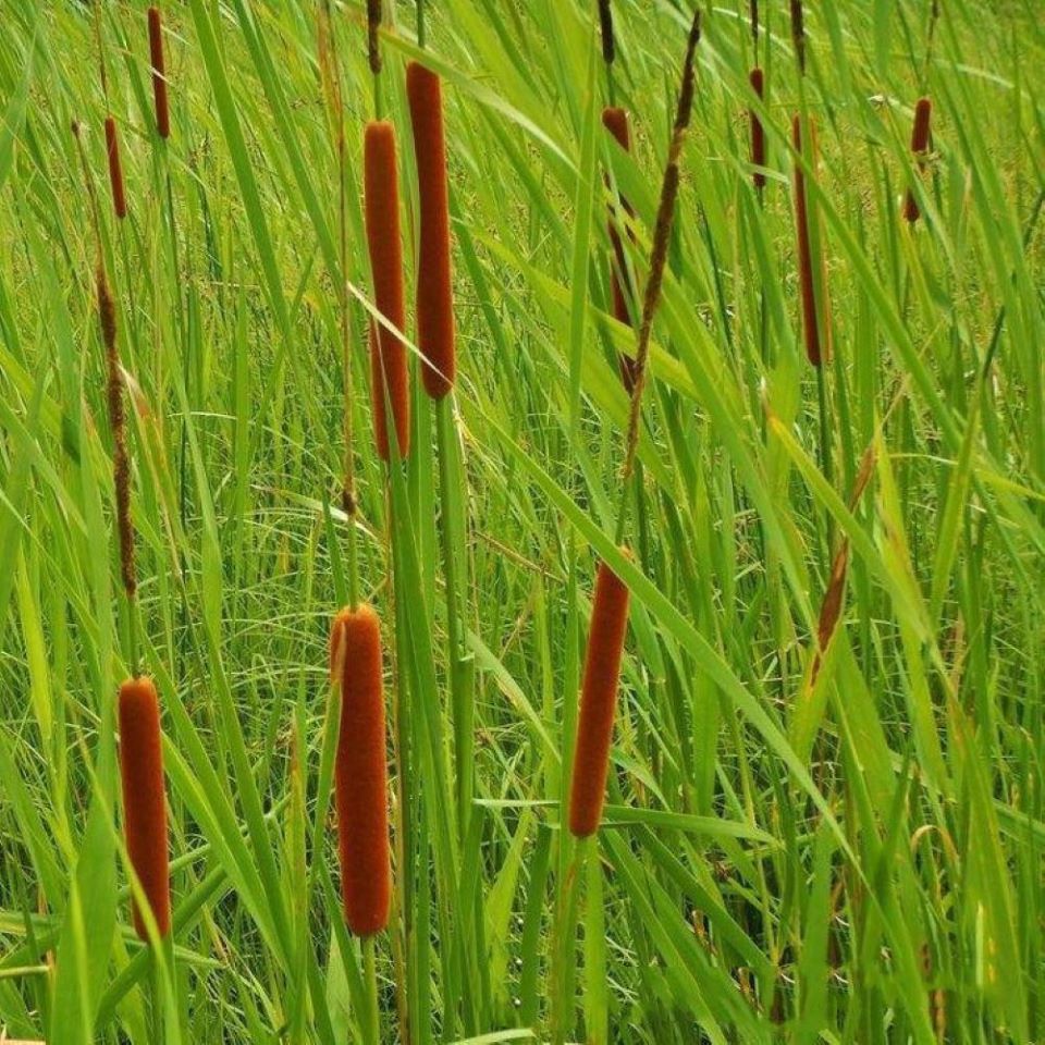 蒲棒是否进口否分类叶脉干花货号6552类型果实商品属性付款成功后3天