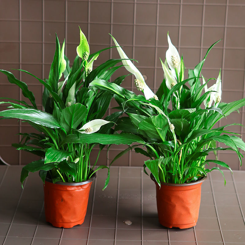 红掌一帆风顺白掌四季开花带花苞室内桌面绿植盆栽除厂家直销厂家