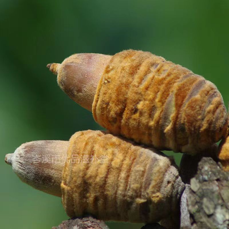 广西狗 鞭果猪仔粒男人泡酒料干货毛毛果锁阳果批发真货好货真货