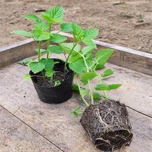 河南五香叶藿香苗老桩可食用植物盆栽蔬菜苗草种植鱼香霍香大茴香