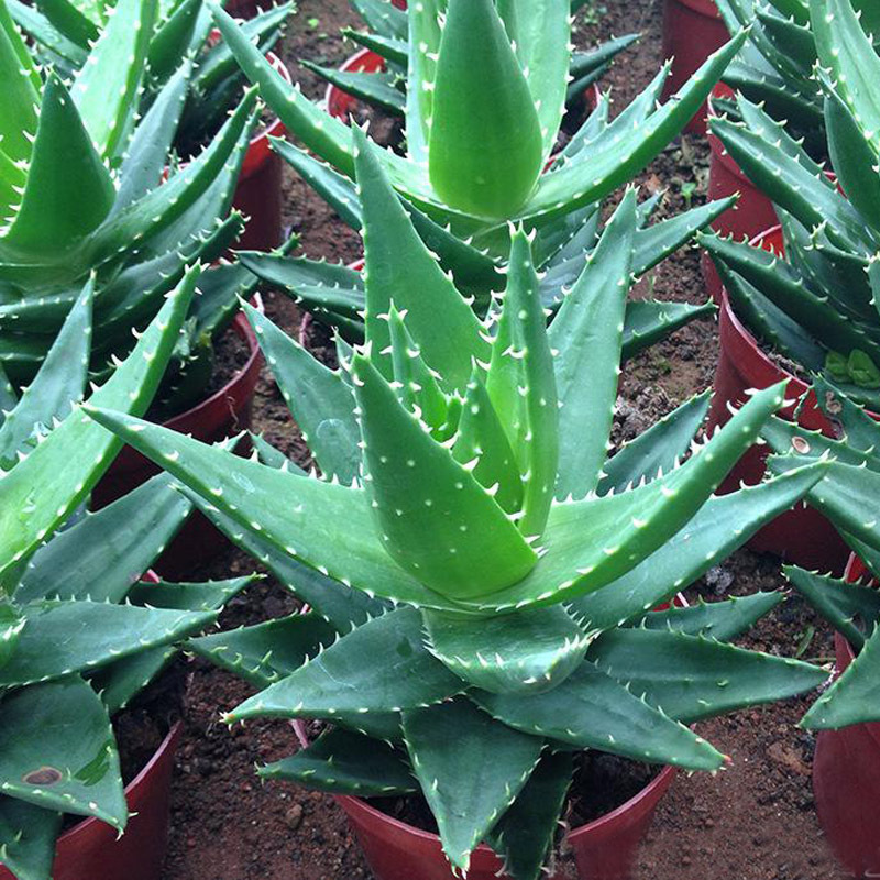 不夜城芦荟多肉植物盆栽 庭院观赏绿植 办公桌面卧室小盆栽花卉