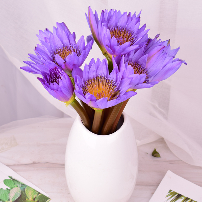 睡莲鲜花云南昆明直批发家用办公室水养插花花束供佛莲花好养易活