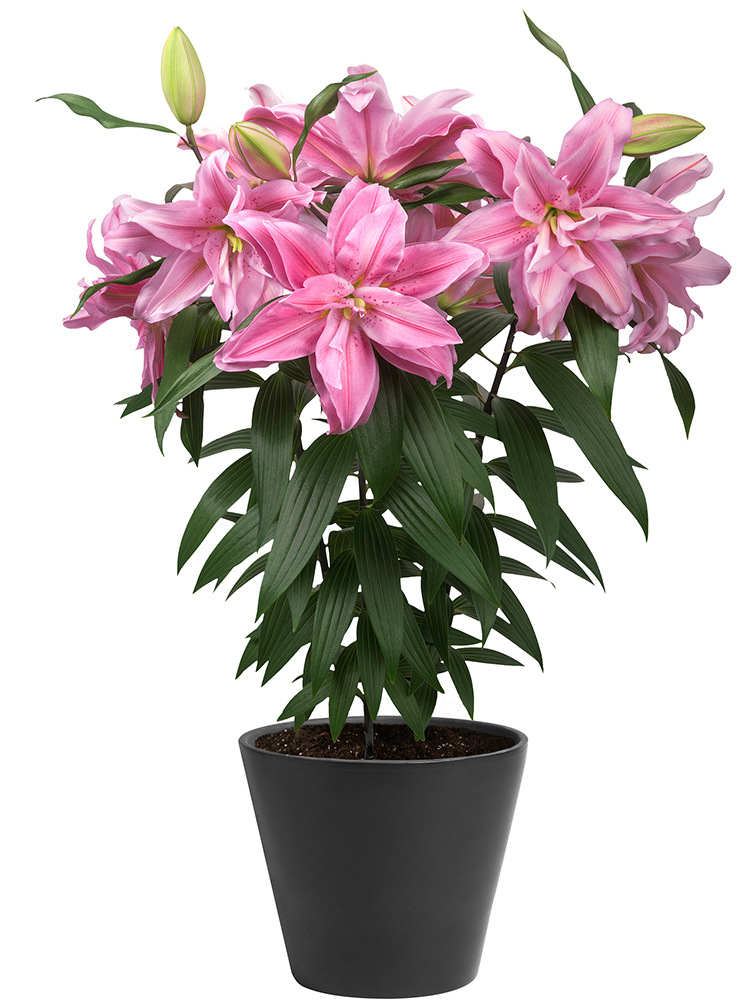 批发香水百合花种球 带芽四季易活种子籽绿植物球根花卉百合盆栽