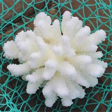 天然白珊瑚菜花鹿角海螺贝壳拍照背景家居装饰鱼缸水族水晶消磁