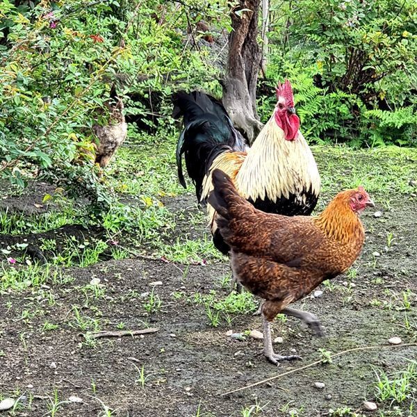 云南高原农村散养9个月老品种土鸡农家煲汤活鸡新鲜现杀