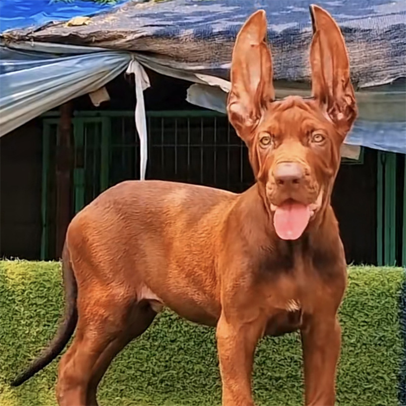 犬舍出售纯种红狼犬活体幼犬三个月红狼犬大型狼犬疫苗驱虫做完的