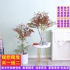 Hydroponics Potted plant Nandina indoor Office Evergreen Green plant flowers and plants Cold-resistant bonsai