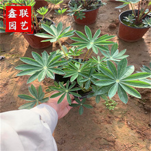 甘肃兰州鲁冰花营养杯苗 景观造型宿根花卉羽扇豆种苗 鲁冰花花种