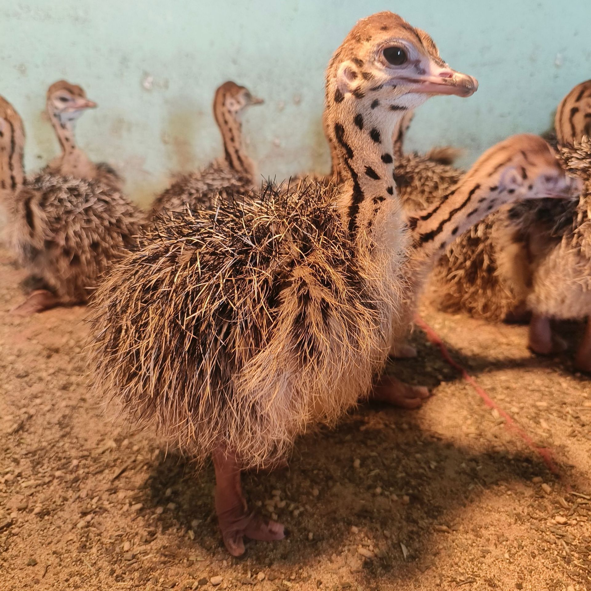 非洲鸵鸟活体小鸵鸟苗幼苗幼崽一对澳洲种鸵鸟可下鸵鸟蛋繁殖幼鸟