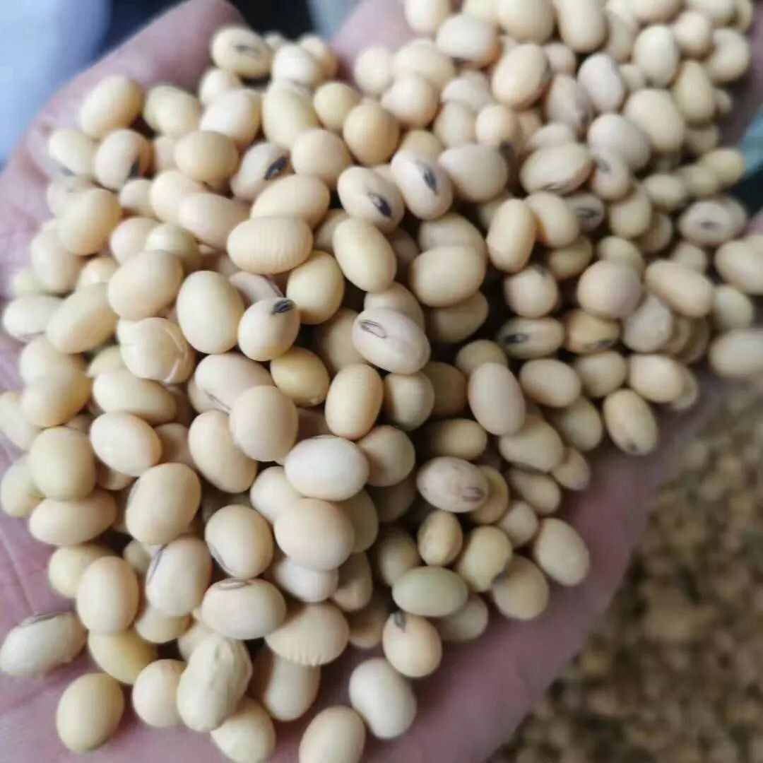 九月寒毛豆种子大粒晚熟重阳豆种子青黄豆菜毛豆种子高产蔬菜种籽