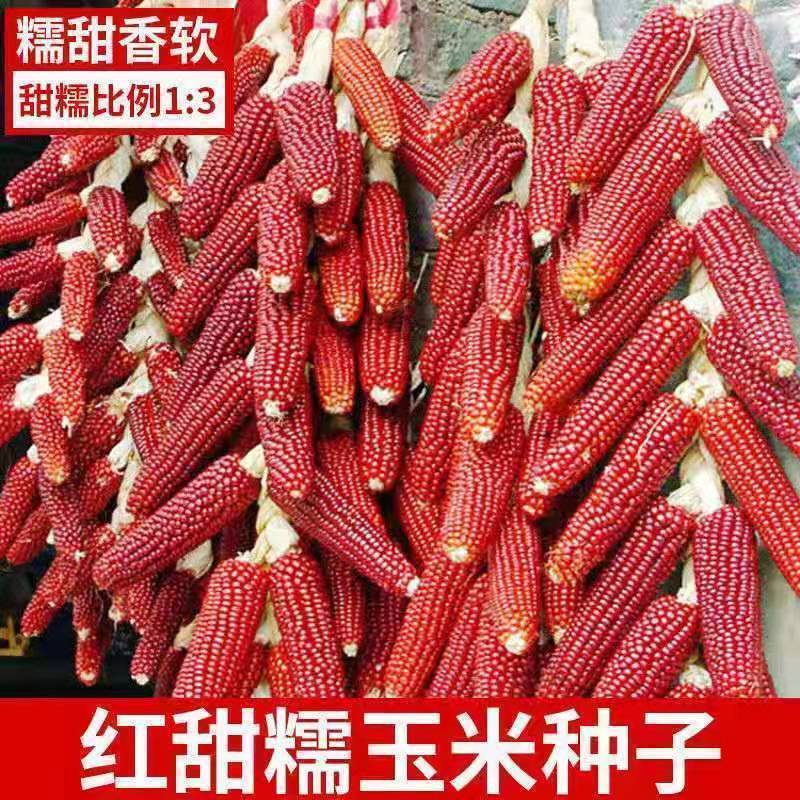 红玉米种子甜糯糯玉米籽高产特大红粘大棒玉米早熟水果玉米包谷种
