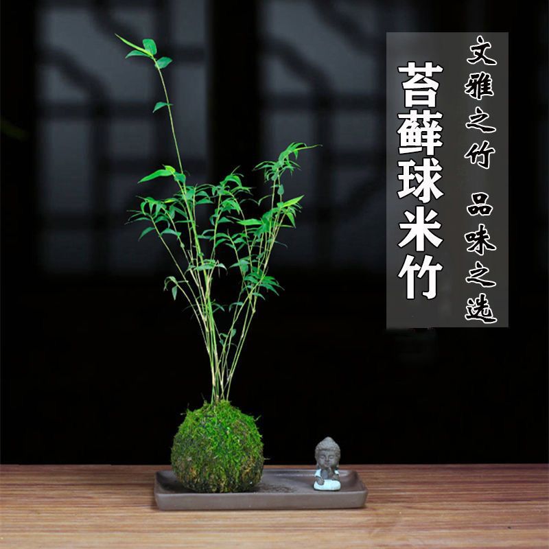 米竹苗盆栽苔藓球观音竹微型盆景观赏竹青竹水培室内阳台摆放绿植