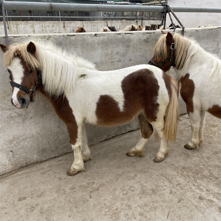 骑乘小矮马活体景区专用小型宠物矮马活物真马活马德保