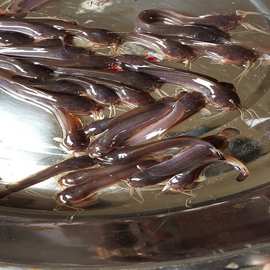 大量供应塘鲺鱼苗 埃及鱼苗 塘角鱼苗