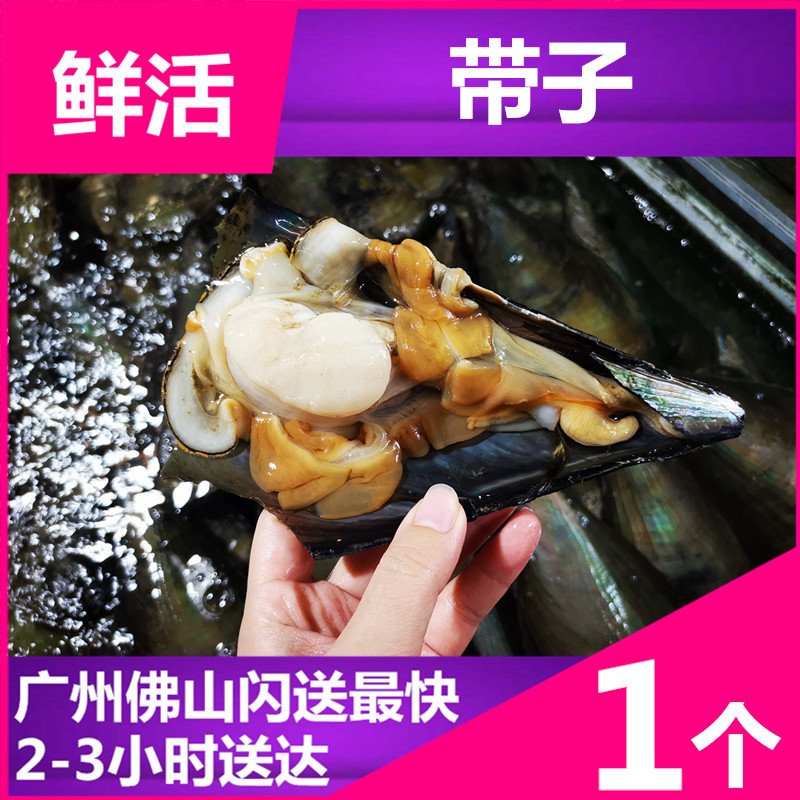 新鲜水产品海鲜 带子 鲜活野生海带子 大绿贝鲜贝 活瑶贝贝柱