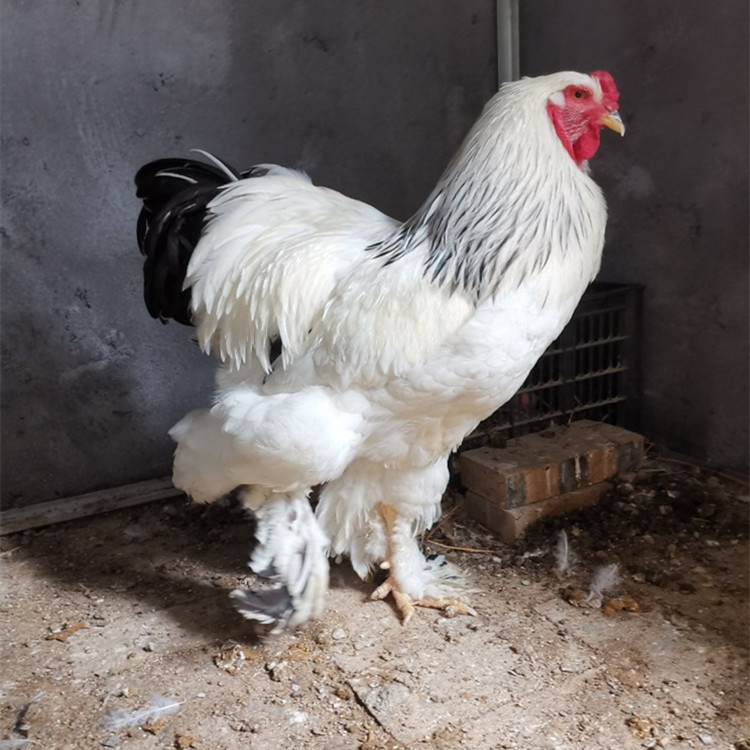 观赏婆罗门鸡养殖哪里有卖婆罗门鸡的鸡苗多少钱巨型观赏鸡婆罗门