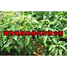 香樟树苗木绿化庭院植物大小叶香樟树植物南北方种植