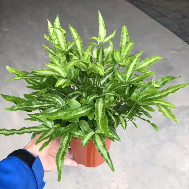 广州批发 盆栽植物花卉绿植 120#阿波蕨凤尾蕨室内耐盆栽植物
