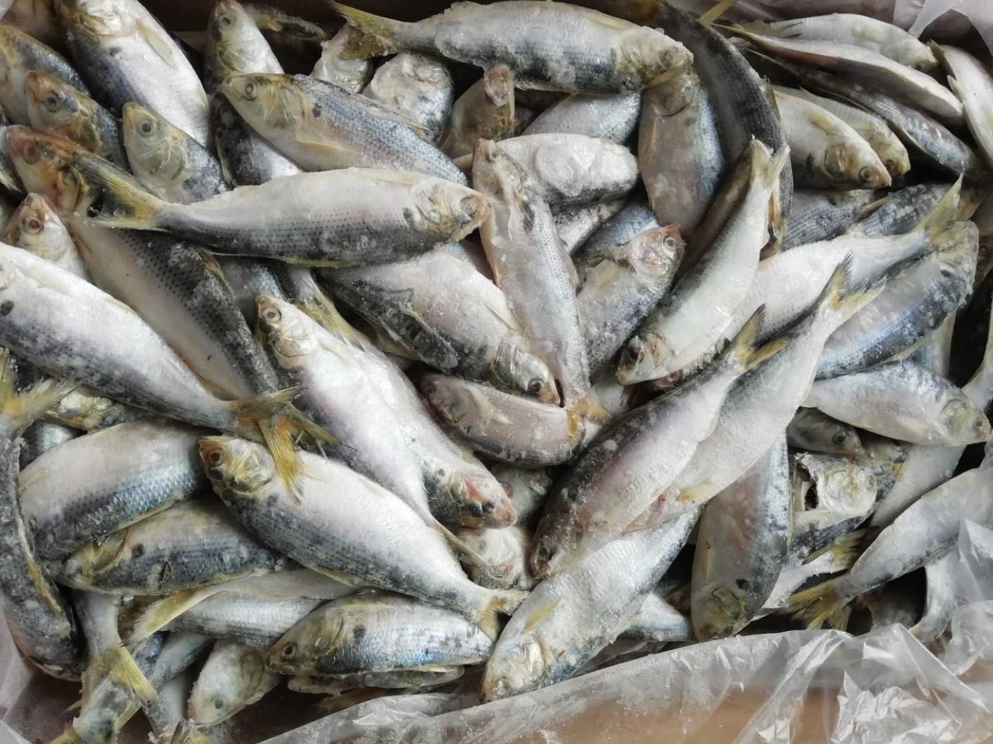 大连令吉鱼开片 令吉鱼片