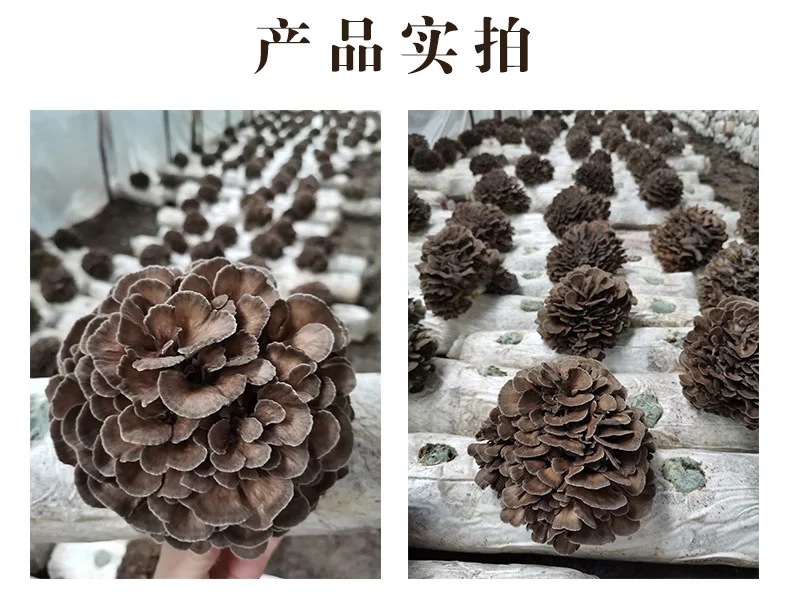 庆元灰树花500克干货舞茸菇舞茸菌高山栗蘑菌菇菊花菌舞茸茶食材