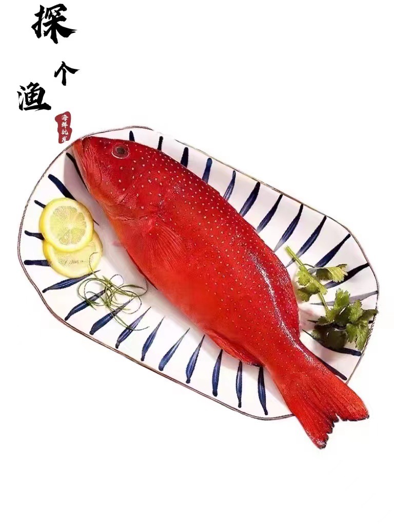 厂家东星斑大红斑深海活冻大石斑鱼海南燕尾斑可刺身酒店餐饮直供