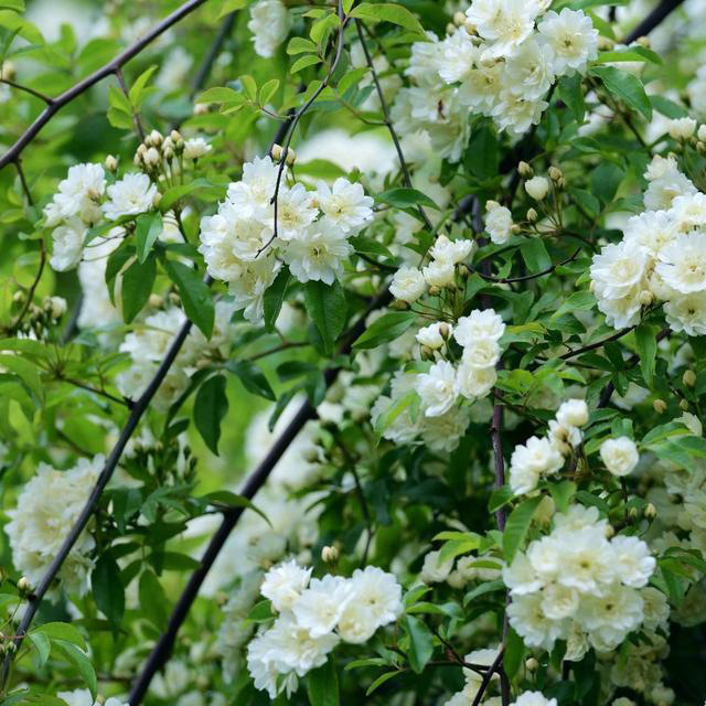 木香花苗白黄甜蜜木香重瓣带花四季爬藤植物室内庭院浓香花卉盆栽